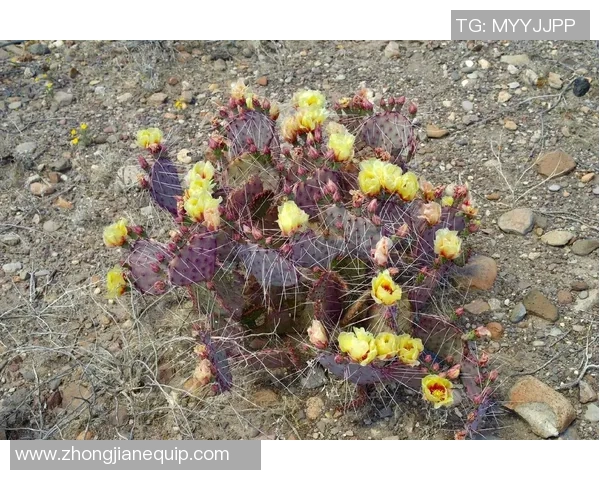 足球团扇仙人掌的奇妙旅程与多彩生活探秘